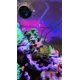 thumbnail image 5 of Jeringa Coral Feeder con pinzas para Aquarium Choice, 2 unidades, 5 of 7