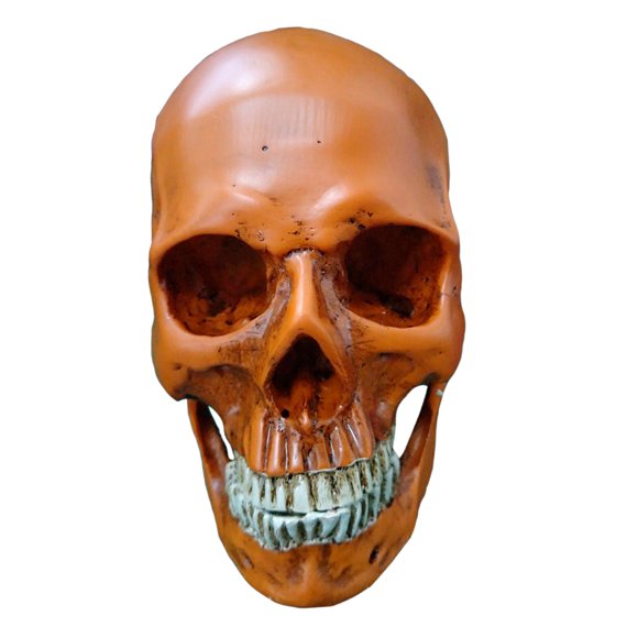 Tama?o Natural 1: 1 Cráneo Humano Modelo De Resina Esqueleto Anatómico Realista Marrón 1
