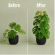thumbnail image 5 of Barra de musgo para soporte de plantas Monstera SURPPO, paquete de 2 unidades, 70 cm, 5 of 8