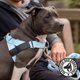 thumbnail image 5 of Arnés para perro Dog Friendly Co. tamaño grande, azul cielo, 5 of 8
