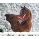 thumbnail image 2 of Santa Claus Pitcher Head Set, Navidad Parade Bell Set, Navidad Caballo Disfraz, Navidad Caballo Cage Head Set 3 piezas en rojo, 2 of 3