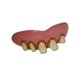 thumbnail image 1 of Dientes de Broma Billy-Bob - Estilos Variados, 1 of 2