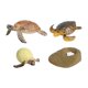 thumbnail image 1 of Juguete de Tortuga de Ciclo de Vida, Modelo de Biología Educativa para Niños de 3 a 6 años, Accesorios de Enseñanza Realistas, Figuras de Animales, Ki tortuga marina, 1 of 5