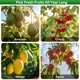 thumbnail image 3 of Recolector de Frutas Walensee 244‑91 cm con Cesta Ajustable, 3 of 8