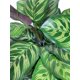 thumbnail image 3 of Ramo Calatea Uv 56cm Artificial, 3 of 3