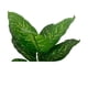 thumbnail image 3 of Planta Artificial Tipo Taro. Altura: 100Cm verde, 3 of 3