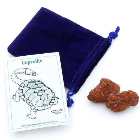 Fósil Coprolito Dancing Bear Con Bolsa De Terciopelo Para Regalo