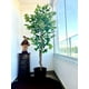 thumbnail image 3 of Planta Artificial Ficus 180 cm. Premium.., 3 of 3