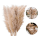 thumbnail image 1 of Tallos flores secas 10 uds hierba pampa 100 cm, 1 of 3