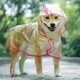 thumbnail image 3 of Xiao Hua Impermeable, a Prueba de Viento, Impermeable con Capucha para Perro Adecuado para Perros Pequeños, Medianos y Grandes, Impermeable Transparente de Plástico a la Moda para Mascota, Tamaño, 3 of 4