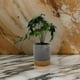thumbnail image 5 of Planta Artificial Tropical Macetero Ceramica Gris Con Dorado, 5 of 7