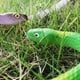 thumbnail image 3 of Serpientes de goma para ahuyentar pájaros, 4 serpientes de goma realistas de 73 cm, para bromas, decoración de Halloween, serpiente falsa para jardín, para asustar pájaros, ardillas y ratones., 3 of 7