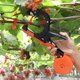 thumbnail image 4 of Grapas para máquina de atado de plantas FUNTECK HT-A, HT-B y HT-V, 4 of 4