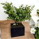 thumbnail image 3 of Pasto Boxwood 40cm Artificial, 3 of 3