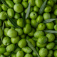 thumbnail image 4 of ACEITE OLIVA  5LT GRECCO, 4 of 6