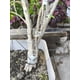 thumbnail image 3 of Pack 4 Unidades, Cinta Para Injerto De Plantas 2 Cm X 100 M, 3 of 6