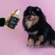 thumbnail image 4 of Spray Desodorante 3 en 1 para Perros Pendleton 227 g Eucalipto y Menta, 4 of 7