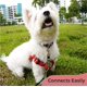 thumbnail image 4 of Collar para Perro Gentle Creatures Mini con Clip de Respaldo de Seguridad 12 cm, 4 of 6