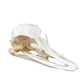 thumbnail image 1 of Taxidermia, calavera de animales reales, avestruz, gato, zorro, caimán, serpiente, 1 of 3