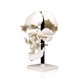 thumbnail image 4 of Modelo de cráneo desarticulado a tamaño real Jackson Global, 4 of 4
