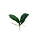 thumbnail image 2 of Hoja De Orquidea 14cm Artificial, 2 of 3