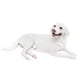 thumbnail image 5 of Escultura De Perro Realista, Artesanía, Escultura, Regalos, Mano De Obra Fina, Modelo De Perro Mascota Blanco, 5 of 5