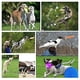 thumbnail image 4 of Frisbee Juguete Interactivo Y De Entrenamiento Para Perros, 4 of 4