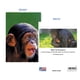 thumbnail image 4 of Tarjeta de felicitación 90210 Exotics Lindo chimpancé de 13 x 18 cm con foto, 4 of 5
