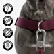thumbnail image 3 of Accesorio de arnés Dog Friendly Co. Negro S-XL, 3 of 6