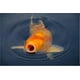 thumbnail image 3 of Sera Koi Royal Medium 1kg (pellet 4mm) alimento peces de agua fria, 3 of 3