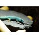 thumbnail image 2 of Piedras de pizarra Small World 20‑25 cm 3,6‑4,1 kg para acuario y reptiles, 2 of 9