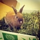 thumbnail image 4 of Hay Small Pet Select Timothy 1st Cutting, alto contenido de fibra, 4,5 kg, 4 of 8