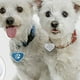 thumbnail image 3 of Paq 12 Placa De Identificacion Forma Corazon Mascotas Lau, 3 of 3
