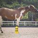 thumbnail image 2 of Botas de Remojo para Caballos yeezo Extra Grandes 20 cm Paquete de 2, 2 of 7