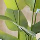 thumbnail image 2 of Bird of Paradise 160cm Real Touch, 2 of 2