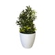 thumbnail image 2 of Boj con flores blancas de 24 cm con macetero, 2 of 2