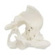 thumbnail image 5 of Modelo de pelvis femenina EINCORN 15x13x7 cm para educación anatómica, 5 of 8