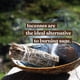 thumbnail image 4 of Incienso Healer's Garden 30 varillas natural sin carbón, 4 of 7