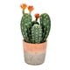thumbnail image 1 of Planta artificial Vickerman con forma de cactus verde para interiores, 36 cm, en maceta de barro, 1 of 4