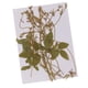 thumbnail image 2 of Paquete De 12 Zarcillos De Guisantes De Flores Secas Prensadas Reales Para Decoración De Bricolaje, Manualidades, 2 of 5