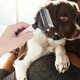 thumbnail image 2 of Cepillo Profesional Corta Nudos Para Mascotas, Perros, Gatos, 2 of 5
