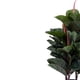 thumbnail image 2 of Papiro 95 Cms Grouw, 2 of 2