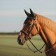 thumbnail image 4 of Gorro Horse Fly Equine Care, tamaño completo, de algodón negro, tejido a ganchillo, 4 of 4