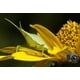 thumbnail image 4 of Lente macro Raynox DCR-150 Snap-On para filtro frontal de 49 mm, 4 of 6