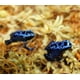 thumbnail image 5 of Sphagnum Moss besgrow Premium New Zealand 150 g (12 L hidratado), 5 of 6