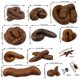 thumbnail image 2 of Juguete para excrementos falsos PPXMEEUDC de diferentes formas con insectos, broma, 2 of 8