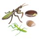 thumbnail image 4 of Colección - Ciclo De Vida Realista De Un Conjunto Mantis - 4 Piezas Separadas En El Conjunto, 4 of 5