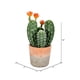 thumbnail image 2 of Planta artificial Vickerman con forma de cactus verde para interiores, 36 cm, en maceta de barro, 2 of 4