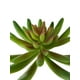 thumbnail image 2 of Suculenta Verde 13cm Con Detalles Increíbles, 2 of 3
