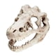 thumbnail image 4 of Acuario Dinosaurio Cráneo Cabeza Decoración Pecera Dinosaurio Cráneo Modelo, 4 of 5